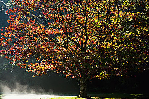 秋色,花园,基拉尼国家公园,凯瑞郡,爱尔兰