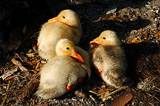 三个,新鲜,孵化,小鸭子