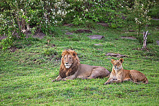肯尼亚,马赛马拉,一对,狮子,马赛马拉国家保护区