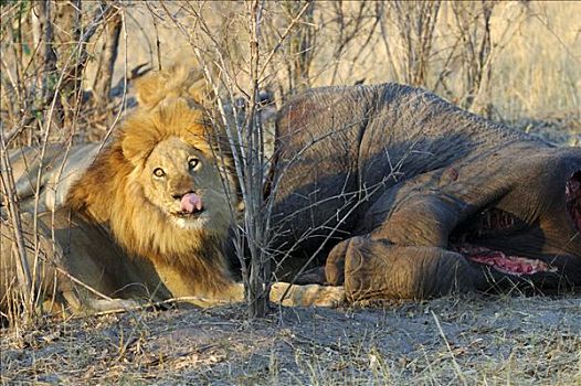 雄性,狮子,杀死,大象,萨维提,国家公园,博茨瓦纳