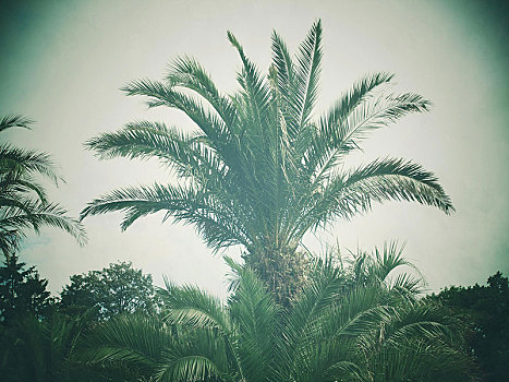 棕榈树,复古,看