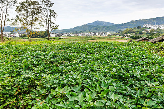 呈坎田野田园风光,中国安徽省徽州呈坎古村落