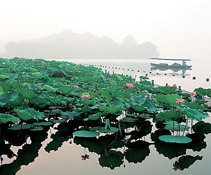 杭州,城市,荷花,水池,西部,湖