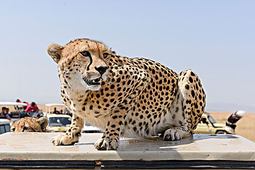 印度豹,猎豹,坐,交通工具,烦扰,旅游巴士,马赛马拉国家保护区,肯尼亚,非洲