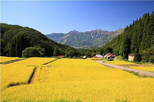 日本,阿尔卑斯山,稻田