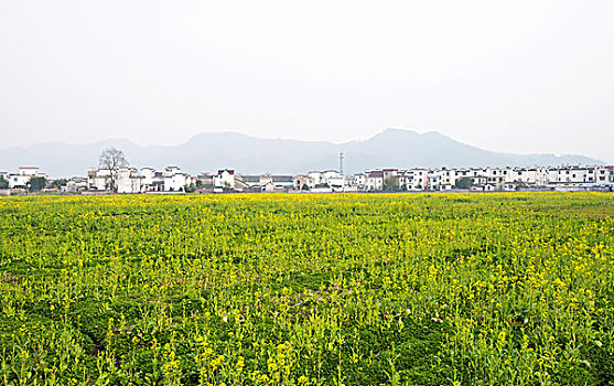 油菜花的村落