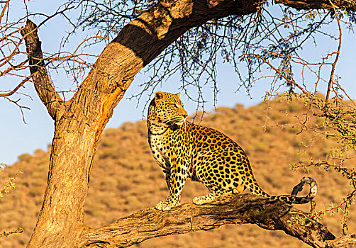 豹,树,区域,纳米比亚,非洲