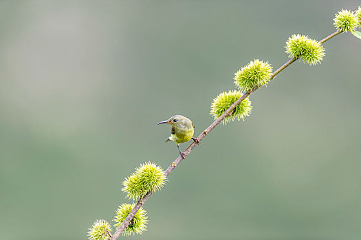 一只雌性蓝喉太阳鸟穿梭于花枝从中寻觅花蜜及昆虫