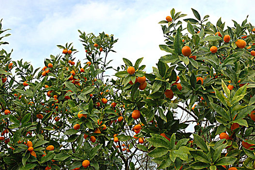 佛罗里达,金橘,树