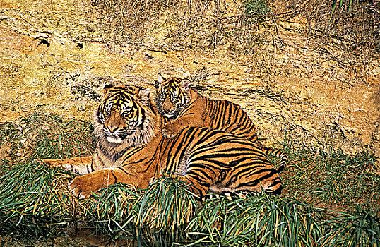 苏门答腊虎,幼兽