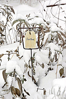雪,鼠尾草,名字,标识,花园