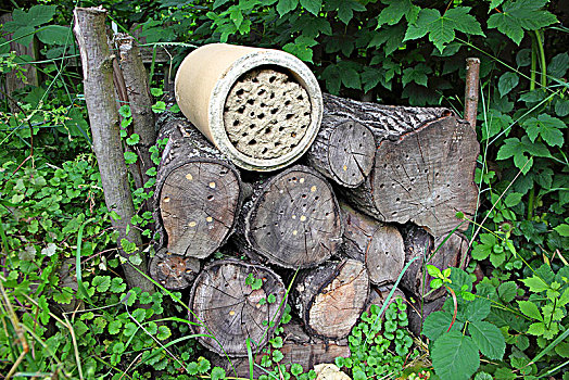 木质,堆,孤单,野生,蜜蜂,德国,欧洲