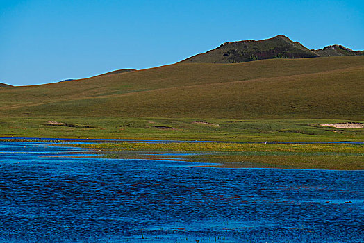 草原草场