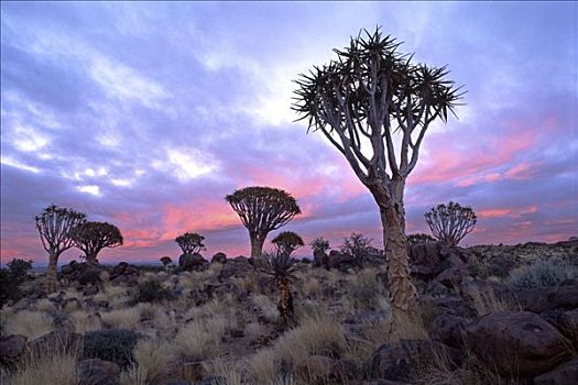 二歧芦荟,日出,农场,靠近,基特曼斯胡普,纳米比亚,非洲