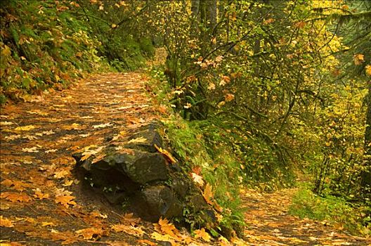 小路,通过,树林,秋天,银色瀑布州立公园,俄勒冈,美国