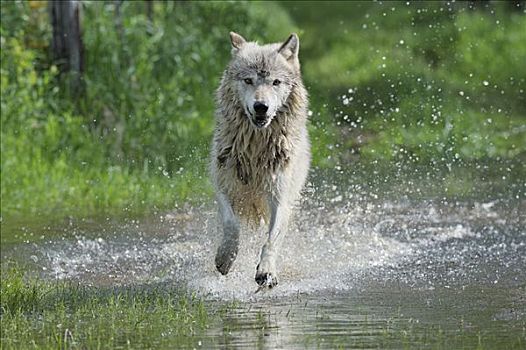 灰狼,跑,水,明尼苏达,美国