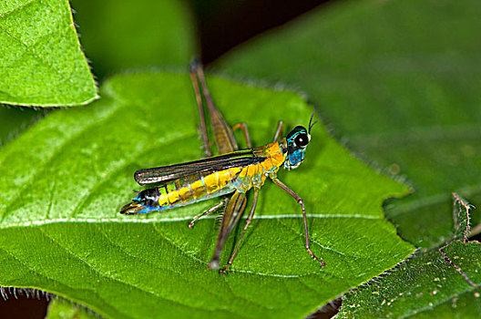 彩色,蝗虫,雨林,国家公园,厄瓜多尔,南美