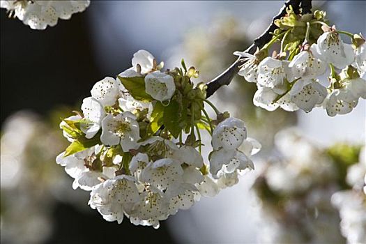 白色,樱花,樱桃属,法兰克福,黑森州,德国,欧洲
