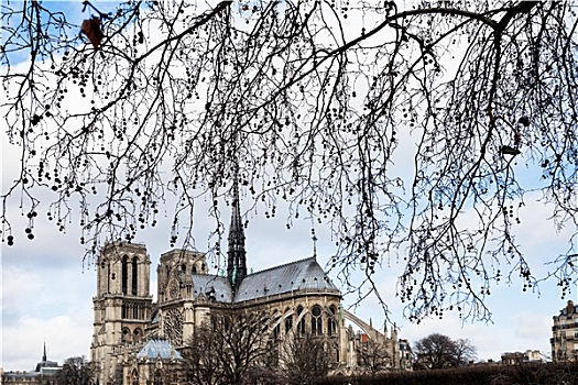 树枝,巴黎圣母院