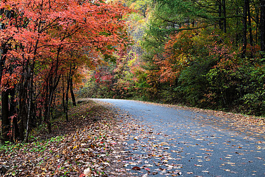 秋天的枫林道路