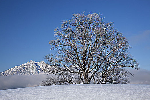 冬天,加米施帕藤基兴,巴伐利亚,德国