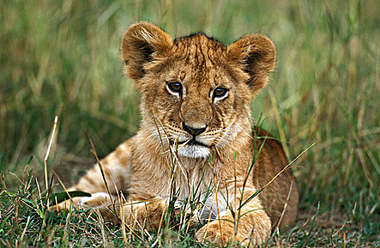非洲狮,狮子,幼兽,卧,草地,肯尼亚