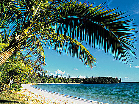 新加勒多尼亚,松树,岛屿,海滩