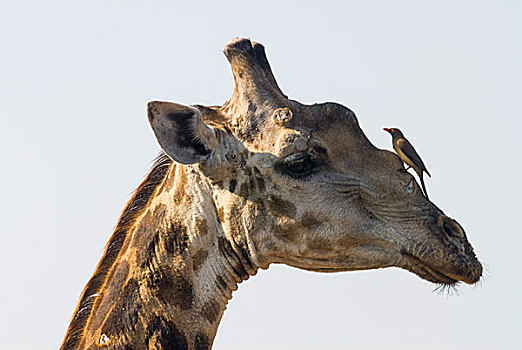 长颈鹿,红嘴牛椋鸟,头部,克鲁格国家公园,南非,非洲