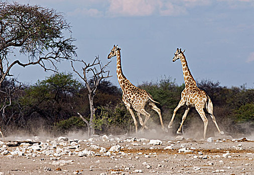 长颈鹿,一对,埃托沙国家公园,纳米比亚