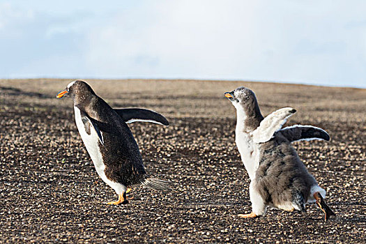 巴布亚企鹅,福克兰群岛,展示,特色,独特,动作,一半,幼禽,只有,追逐,父母,右边,栖息地