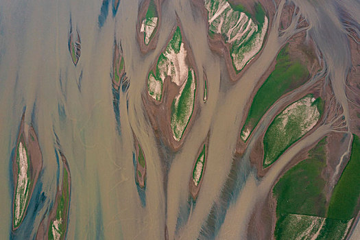 鄱阳湖干旱长出树形