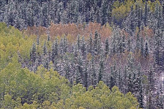 白杨,常青树,艾伯塔省,加拿大