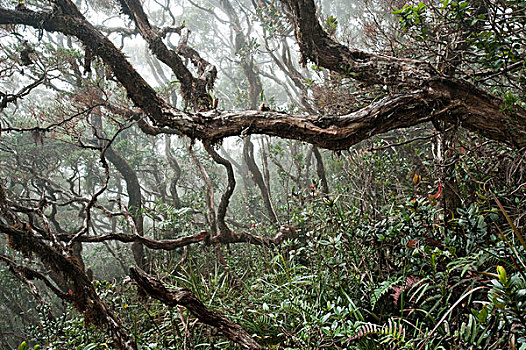 树林,京那巴鲁山,国家公园,婆罗洲,马来西亚