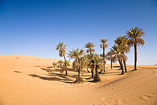 椰枣,利比亚沙漠,绿洲,利比亚,撒哈拉沙漠,北非,非洲