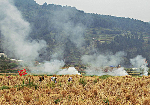 贵州,农田焚烧稻谷杆安全隐患多,图片