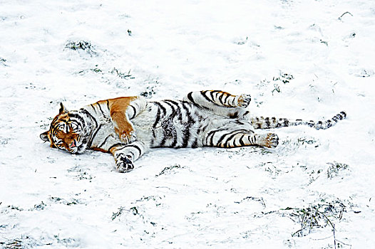 西伯利亚虎,东北虎,休息,雪