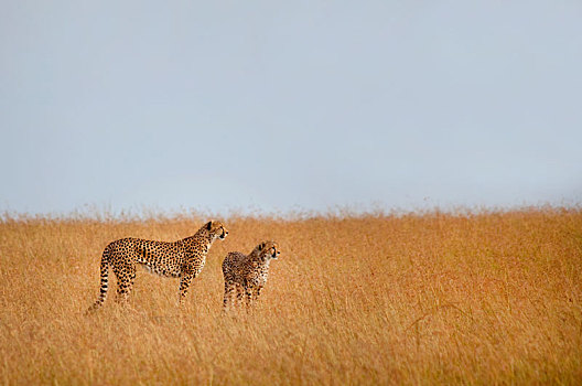 两个,印度豹,站立,非洲,热带草原
