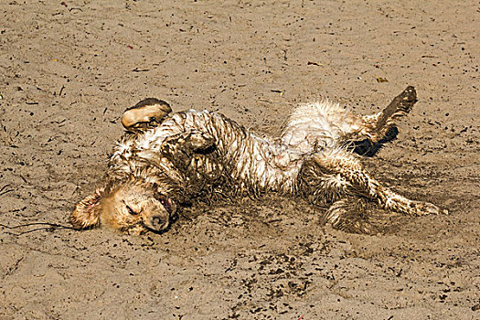 狗,沙子
