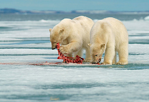 北极熊,小动物,进食,畜体,捕获,海豹,斯瓦尔巴特群岛,挪威,北极,欧洲