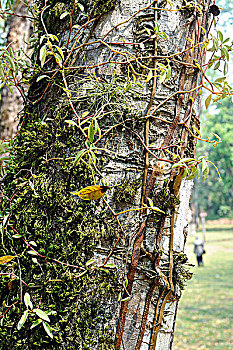 危地马拉,蒂卡尔国家公园,雨林,藤蔓植物