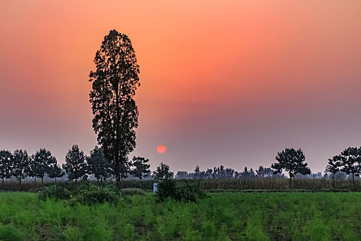 河南省清丰县乡村玉米地田园自然景观