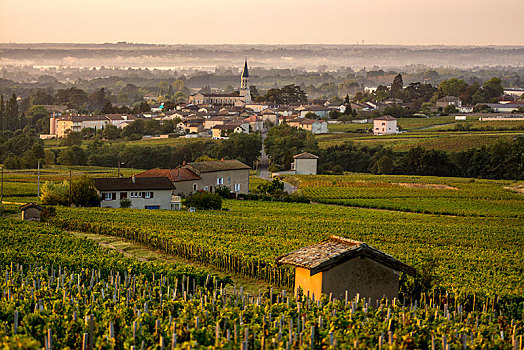 乡村,博若莱葡萄酒,葡萄园,区域,法国,欧洲
