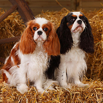 查尔斯王犬,两个,母狗,布伦海姆,三种颜色,坐,靠近,相互,稻草