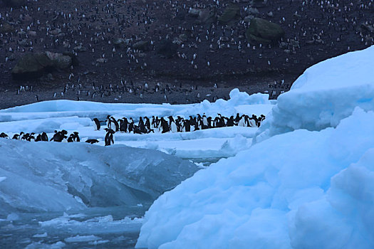 在巨大浮冰上聚集的企鹅群