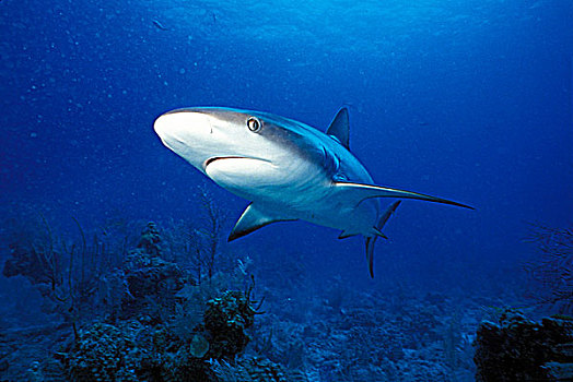 巴哈马,灰礁鲨