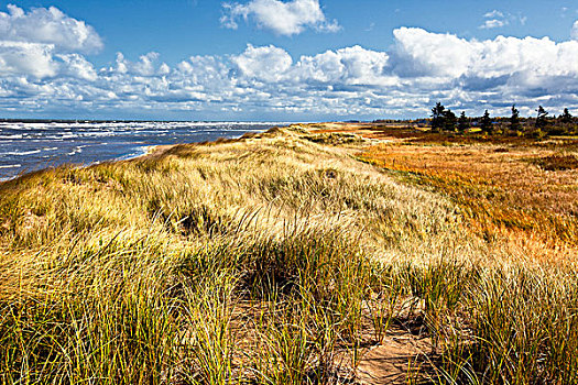 沙丘,远眺,诺森伯兰郡,海峡,帽,新布兰斯维克,加拿大