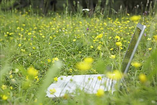 笔记本电脑,花,草地