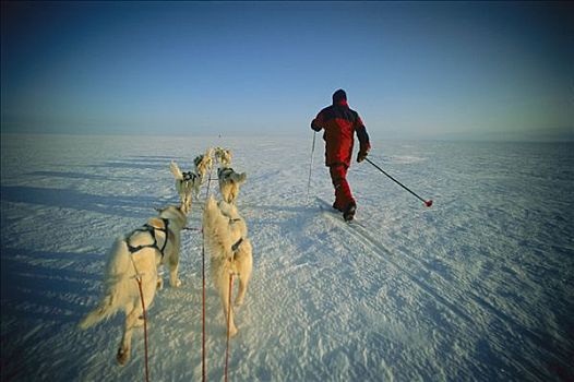 西伯利亚,哈士奇犬,狗,群体,跑,雪撬,团队,滑雪,挨着,格陵兰