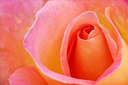 玫瑰,盛开,粉色,地区性,花园,展示,乌尔姆,巴登符腾堡,德国,欧洲