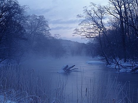 钏路,河,冬天